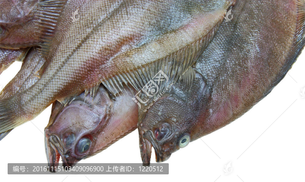 四鮮比目魚(yú)魚(yú)