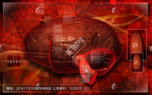 腦