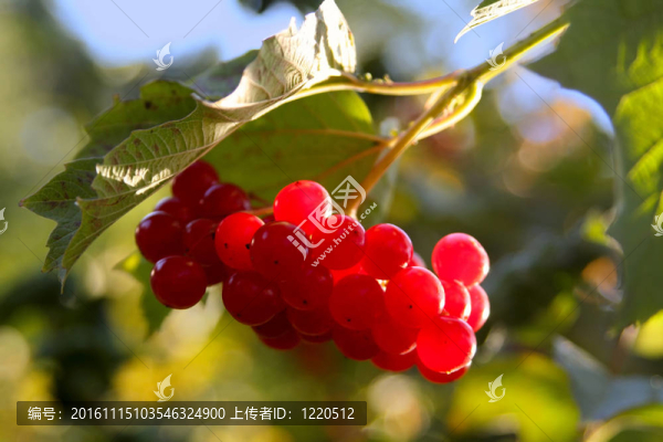莢