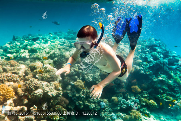 Snorkeler。紅海