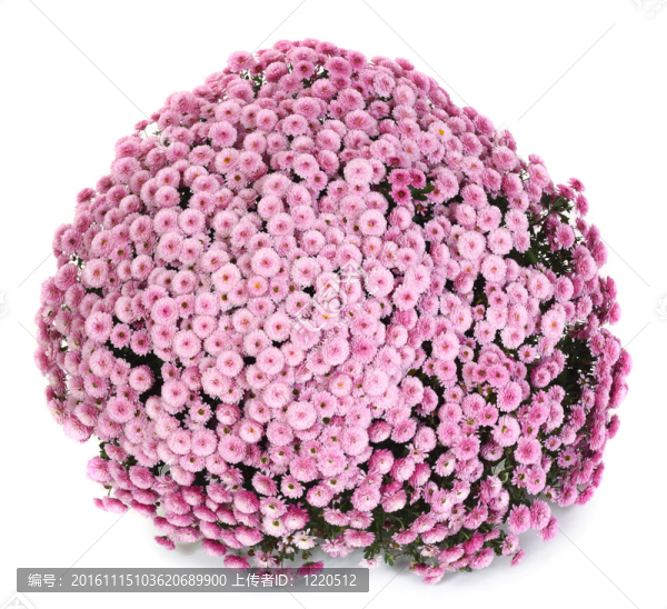 一盆美麗的粉紅色的秋菊花