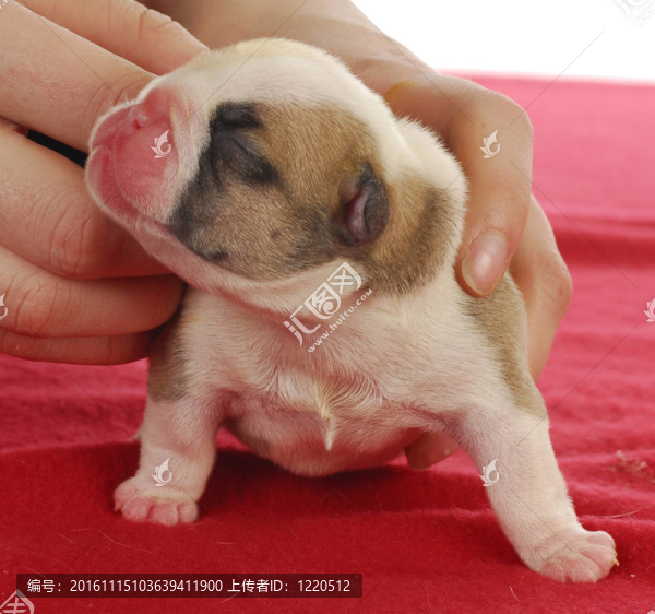 初生的小狗