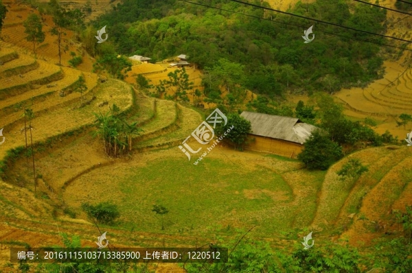 Rice墻樹