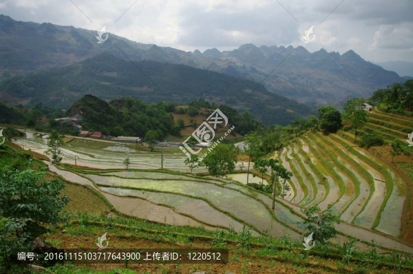山區(qū)水稻景觀