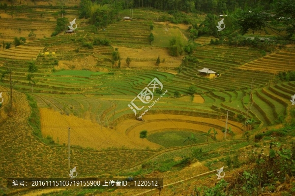 Rice墻樹