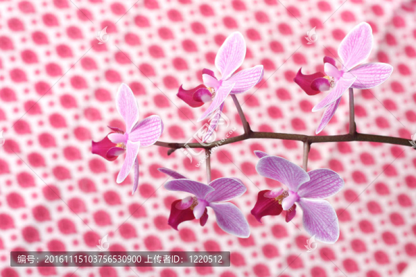 蘭花