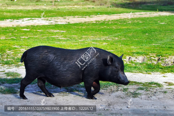 和越南豬-匯圖網(wǎng) www.fosd68.com 和越南豬