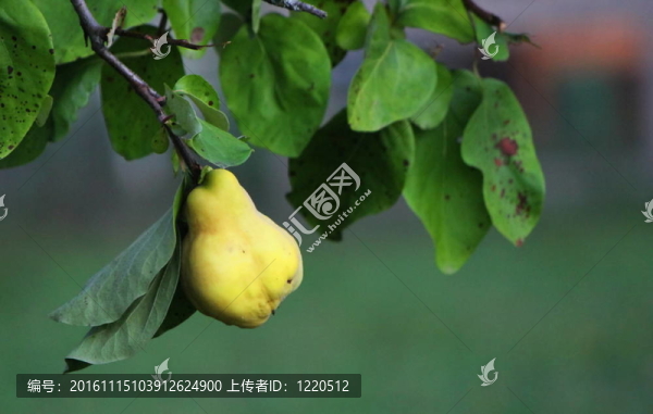 樹上的木瓜