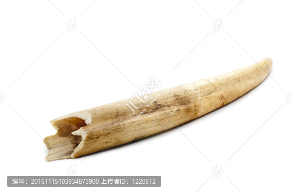 骨