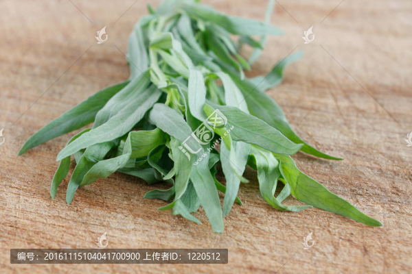 龍蒿