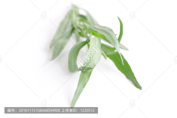 龍蒿