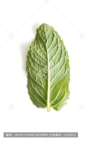 薄荷葉