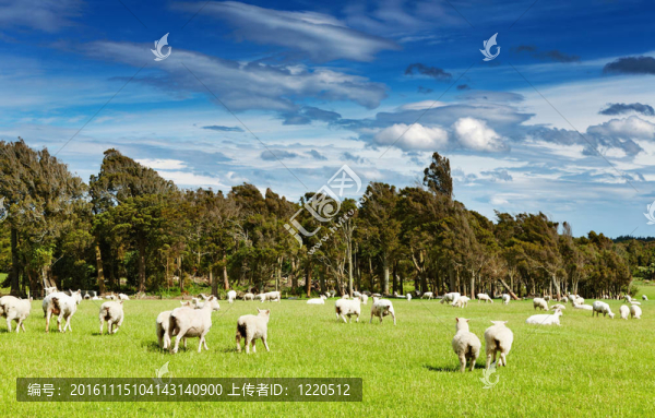 綠地與放牧綿羊