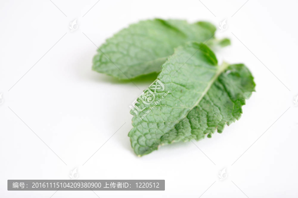 薄荷葉