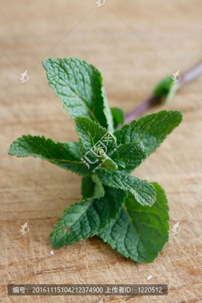 薄荷葉
