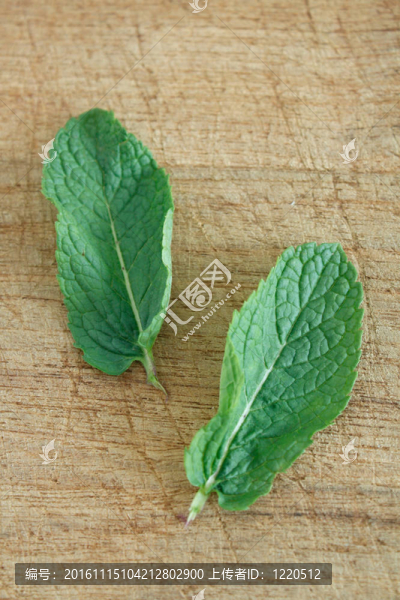 薄荷葉
