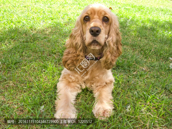 可愛的美國可卡犬的小狗