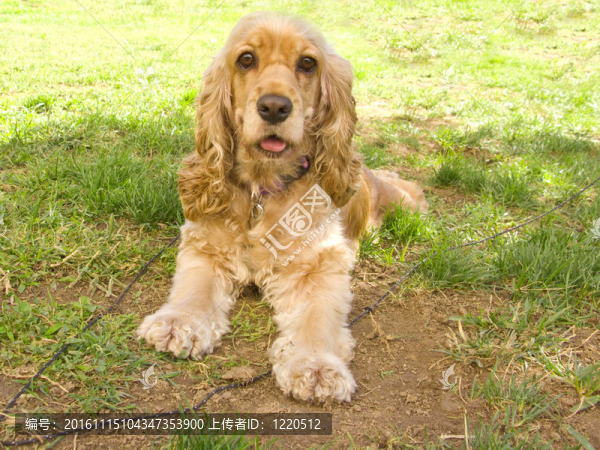可愛的美國可卡犬的小狗