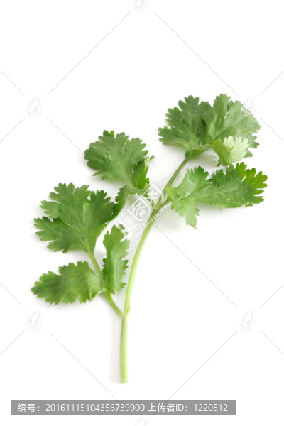 香菜-匯圖網(wǎng) www.fosd68.com 香菜