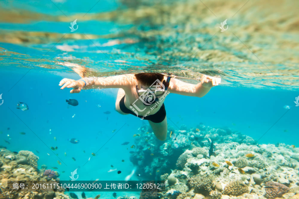 Snorkeler。紅海
