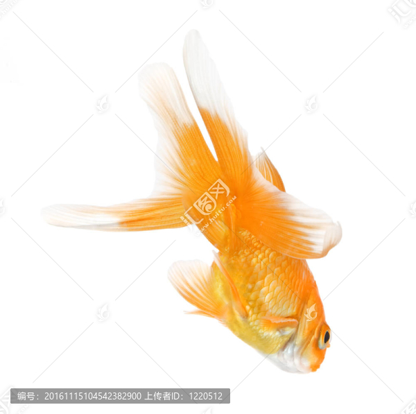 金魚-從后面看