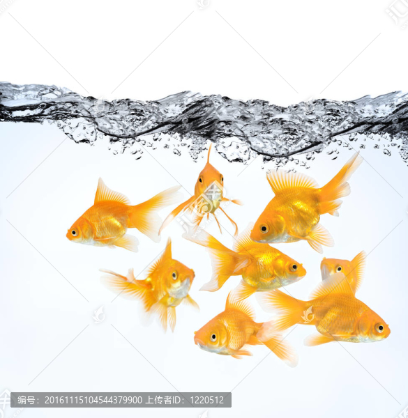 水中的大組金魚