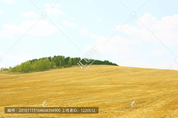 黃色田野和藍(lán)色的天空。