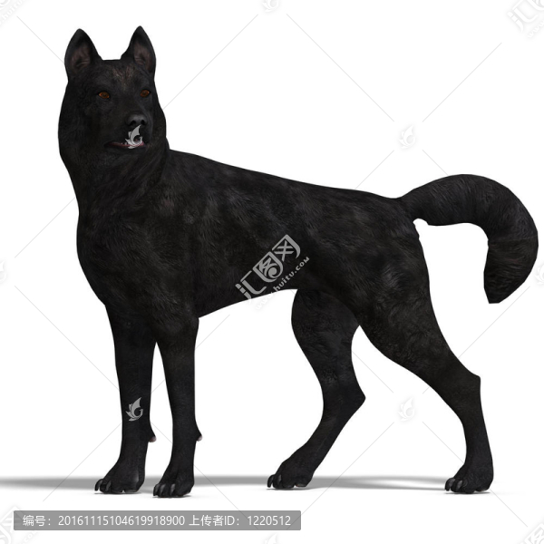 Black,Wolf。3D渲染與剪輯路徑和陰影超過(guò)白色