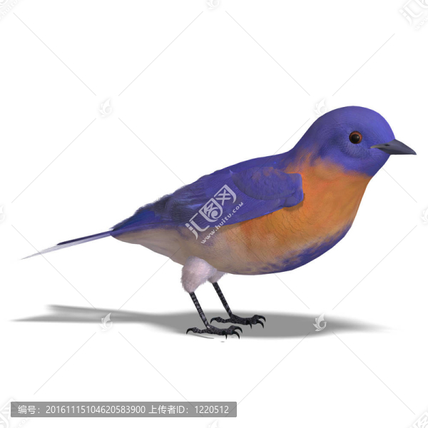 鳥男西方知更鳥。3D渲染與剪輯路徑和陰影超過白色