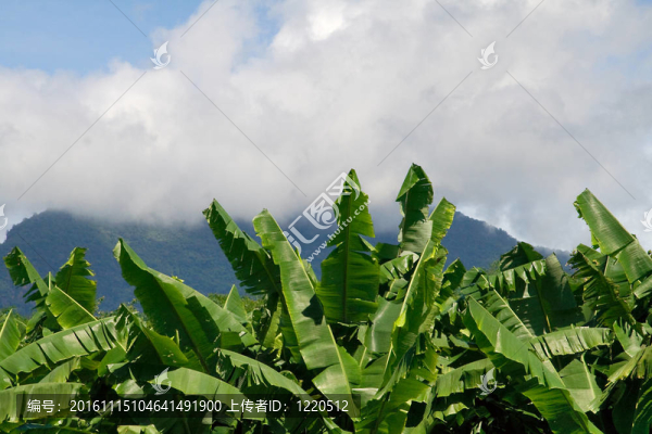 香蕉葉和天空
