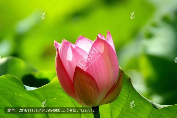 蓮花-匯圖網(wǎng) www.fosd68.com 蓮花