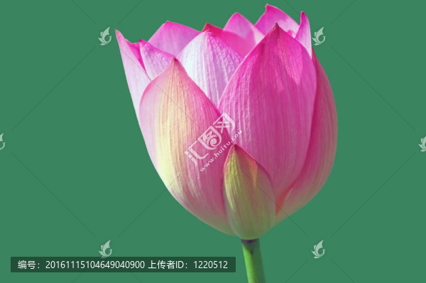 蓮花