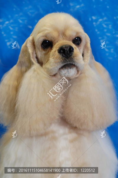 美國(guó)可卡犬女冠軍狗