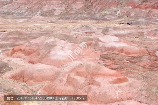 石化森林景觀