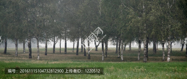 有霧的白樹林