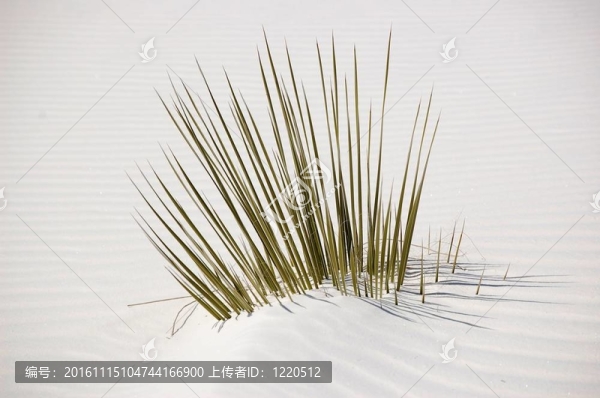 新墨西哥白沙灘