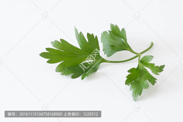 西芹