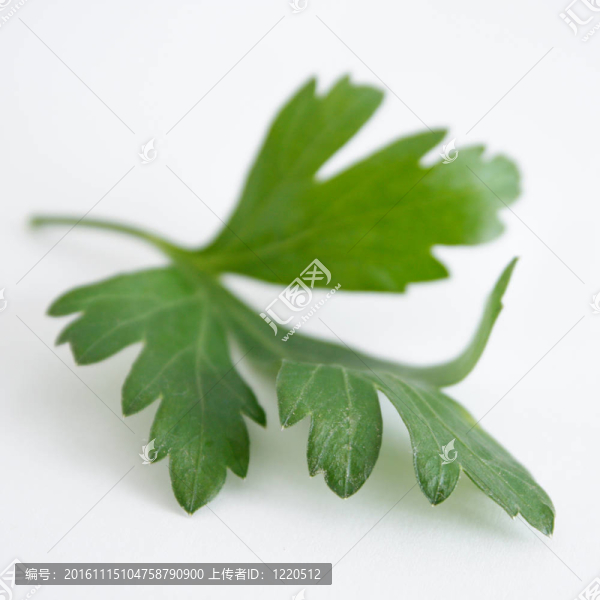 西芹