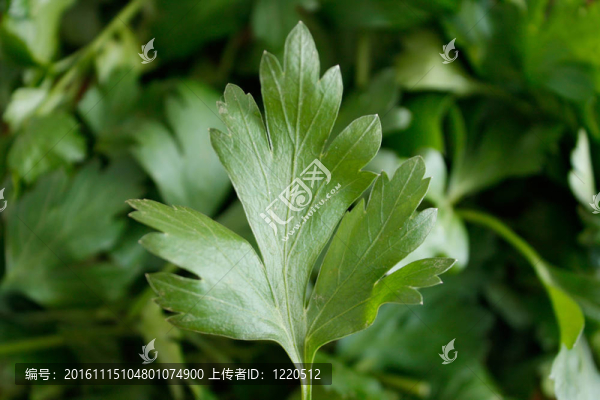西芹