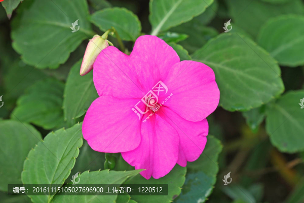 單花
