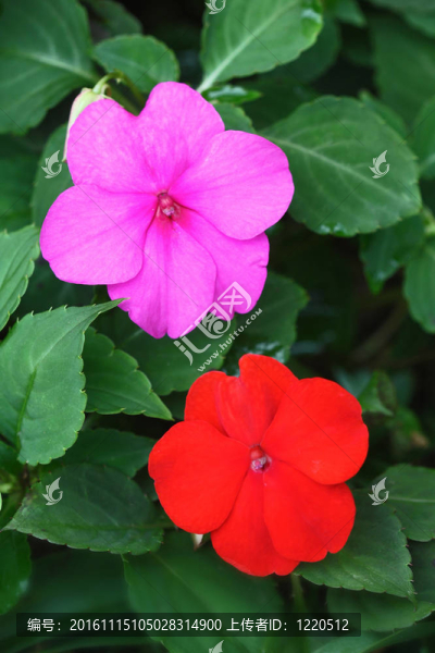 熱帶花卉