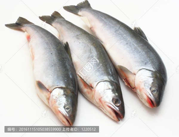 新鮮的魚