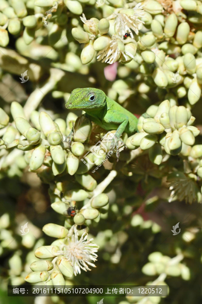 變色蜥蜴-匯圖網(wǎng) www.fosd68.com 變色蜥蜴