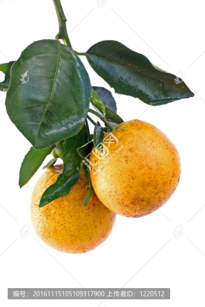 鮮橙