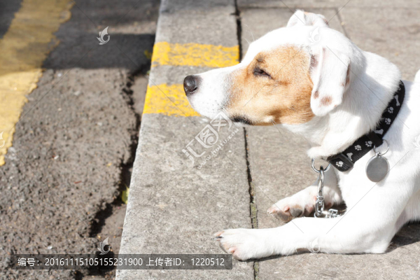 可愛(ài)的狗