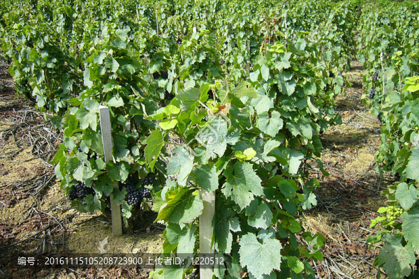 葡萄酒的行列-匯圖網(wǎng) www.fosd68.com 葡萄酒的行列