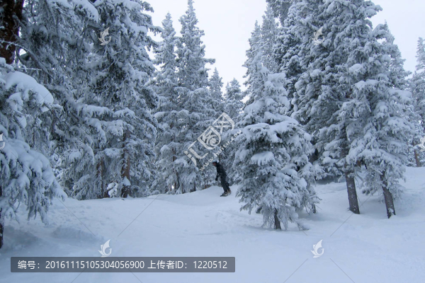 滑雪板-匯圖網(wǎng) www.fosd68.com 滑雪板