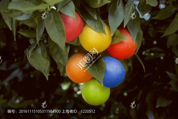 五彩的橘子掛在樹上堆
