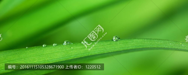 露珠