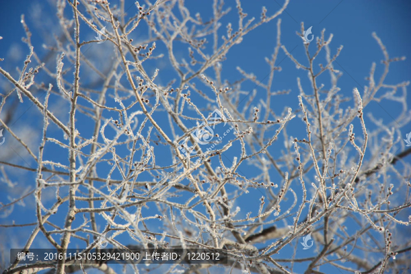 樹的枝頭掛滿白霜